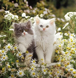Blue bicolour and odd-eyed white Persian-cross kittens among maywood and yarrow flowers Blue bicolour and odd-eyed white Persian-cross kittens among maywood and yarrow flowers