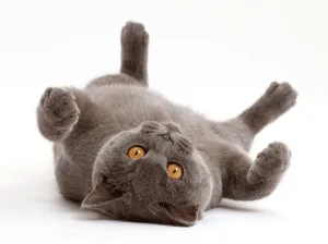 Popular themes/creative set 10/blue british shorthair cat lying Popular themes/creative set 10/blue british shorthair cat lying