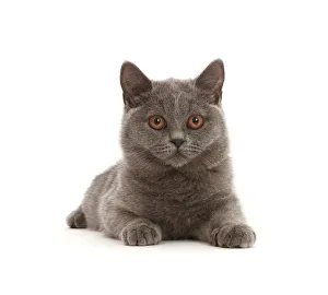 Blue British Shorthair kitten lying down Blue British Shorthair kitten lying down