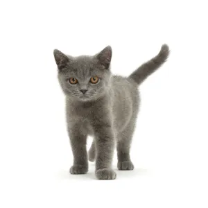 Blue British Shorthair kitten standing Blue British Shorthair kitten standing