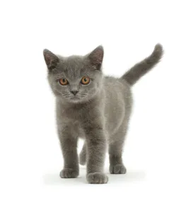 Blue British Shorthair kitten standing Blue British Shorthair kitten standing
