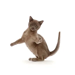 Blue Burmese kitten, swiping with a paw Blue Burmese kitten, swiping with a paw