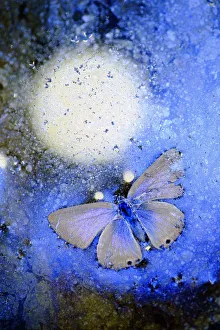 Blue butterfly (Lycaenidae) frozen in ice, Cortes de la Frontera, Los Alcornocales Natural Park Blue butterfly (Lycaenidae) frozen in ice, Cortes de la Frontera, Los Alcornocales Natural Park