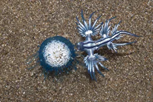 Blue dragon seaslug (Glaucus atlanticus) with Blue button hydroid colony (Porpita porpita Blue dragon seaslug (Glaucus atlanticus) with Blue button hydroid colony (Porpita porpita