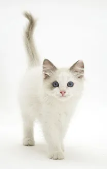 Blue-eyed Ragdoll kitten walking forward, against white background Blue-eyed Ragdoll kitten walking forward, against white background