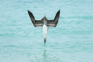 Blue-footed booby (Sula nebouxii) plunge-diving at high speed, San Cristobal Island Blue-footed booby (Sula nebouxii) plunge-diving at high speed, San Cristobal Island