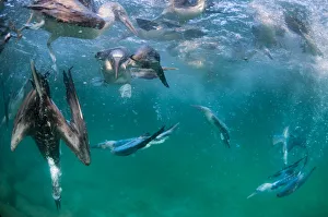 Blue-footed booby (Sula nebouxii), group fishing underwater. Itabaca Channel, Santa Cruz Island Blue-footed booby (Sula nebouxii), group fishing underwater. Itabaca Channel, Santa Cruz Island