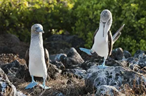 Blue-footed Booby (Sula nebouxii) on guano covered rocks. Santa Cruz Island, Galapagos, June Blue-footed Booby (Sula nebouxii) on guano covered rocks. Santa Cruz Island, Galapagos, June