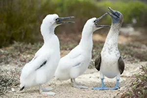 Blue-footed booby (Sula nebouxii) with chicks begging for food, Santa Cruz Island Blue-footed booby (Sula nebouxii) with chicks begging for food, Santa Cruz Island