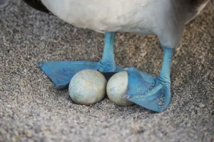 Blue-footed booby (Sula nebouxii), incubating eggs with webbed feet, Seymour Island Blue-footed booby (Sula nebouxii), incubating eggs with webbed feet, Seymour Island