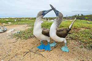 Blue-footed booby (Sula nebouxii) courting pair, South coast, Santa Cruz Island Blue-footed booby (Sula nebouxii) courting pair, South coast, Santa Cruz Island