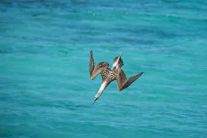 Blue-footed booby (Sula nebouxii) diving towards sea, folding wings. Northeast coast Blue-footed booby (Sula nebouxii) diving towards sea, folding wings. Northeast coast