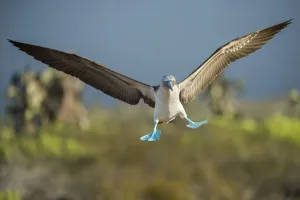 Blue-footed booby (Sula nebouxii) landing, Santa Cruz Island, Galapagos, Ecuador Blue-footed booby (Sula nebouxii) landing, Santa Cruz Island, Galapagos, Ecuador