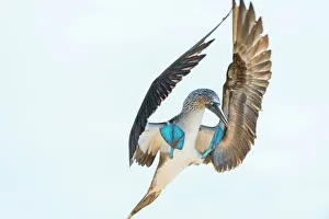 Blue-footed booby (Sula nebouxii) landing, South coast, Santa Cruz Island, Galapagos Blue-footed booby (Sula nebouxii) landing, South coast, Santa Cruz Island, Galapagos