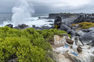 Blue-footed booby (Sula nebouxii) pair with chicks, blowhole in background, Punta Suarez Blue-footed booby (Sula nebouxii) pair with chicks, blowhole in background, Punta Suarez