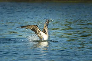 Blue-footed booby (Sula nebouxii) on sea, tossing fish. Turtle Cove, Santa Cruz Island Blue-footed booby (Sula nebouxii) on sea, tossing fish. Turtle Cove, Santa Cruz Island