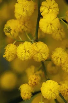 Blue leaf wattle (Acacia cyanophylla) close-up of flowers, Limassol, Cyprus, April 2009 Blue leaf wattle (Acacia cyanophylla) close-up of flowers, Limassol, Cyprus, April 2009