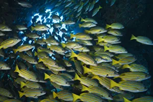 2019 may highlights/blue lined snapper lutjanus kasmira shoal 2019 may highlights/blue lined snapper lutjanus kasmira shoal