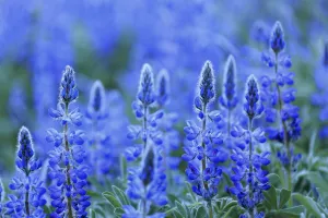 Blue lupin (Lupinus angustifolius) Sierra de Grazalema Natural Park, southern Spain, May Blue lupin (Lupinus angustifolius) Sierra de Grazalema Natural Park, southern Spain, May