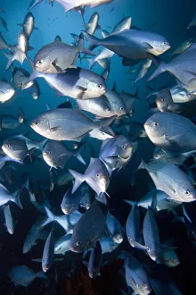 Blue Maomao (Scorpis violaceus) shoal, Poor Knights Islands, New Zealand, February Blue Maomao (Scorpis violaceus) shoal, Poor Knights Islands, New Zealand, February