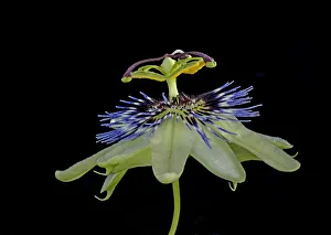 Blue passionflower (Passiflora caerulea). Flower is pollinated by larger bees Blue passionflower (Passiflora caerulea). Flower is pollinated by larger bees