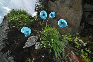 Blue poppy (Meconopsis zangnanensis) Mt Qomolangma National Park, Qinghai Tibet Plateau, China Blue poppy (Meconopsis zangnanensis) Mt Qomolangma National Park, Qinghai Tibet Plateau, China