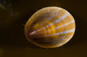Blue rayed limpet (Patina / Ansates pellucida) Saltstraumen, Bod, Norway, October 2008 Blue rayed limpet (Patina / Ansates pellucida) Saltstraumen, Bod, Norway, October 2008