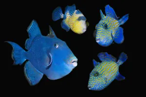 Blue / Rippled triggerfish (Pseudobalistes fuscus), adult and three juveniles, composite image on black background Blue / Rippled triggerfish (Pseudobalistes fuscus), adult and three juveniles, composite image on black background