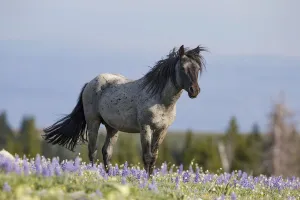 A blue roan stallion stands in the flowers in the Pryor Mountains of Montana A blue roan stallion stands in the flowers in the Pryor Mountains of Montana