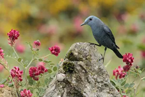 Blue rock thrush (Monticola solitarius) Spain, April Blue rock thrush (Monticola solitarius) Spain, April