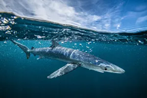 Blue shark (Prionace glauca) off Halifax, Nova Scotia, Canada. July Blue shark (Prionace glauca) off Halifax, Nova Scotia, Canada. July