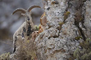 Blue sheep (Ovis nahoor) male. Valley of the Cats, Angsai Nature Reserve Blue sheep (Ovis nahoor) male. Valley of the Cats, Angsai Nature Reserve
