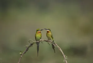 Blue-tailed bee-eater (Merops philippinus) pair sitting on perch Blue-tailed bee-eater (Merops philippinus) pair sitting on perch