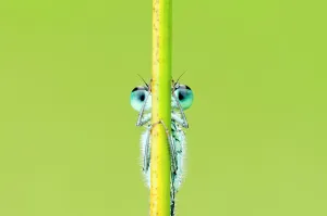 Blue-tailed damselfly (Ischnura elegans), Cornwall, England, UK, June Blue-tailed damselfly (Ischnura elegans), Cornwall, England, UK, June
