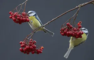 Blue tits (Paris caereleus) two feeding on red berries, Uto Finland October Blue tits (Paris caereleus) two feeding on red berries, Uto Finland October