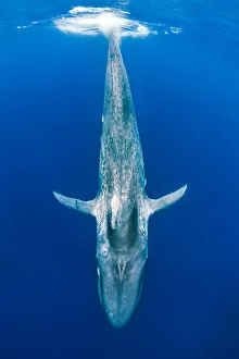 Blue whale (Balaenoptera musculus) diving beneath the surface. Indian Ocean, Sri Lanka Blue whale (Balaenoptera musculus) diving beneath the surface. Indian Ocean, Sri Lanka