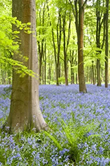 Bluebell carpet (Hyacinthoides non-scripta) among beech trees (Fagus sylvatica) Bluebell carpet (Hyacinthoides non-scripta) among beech trees (Fagus sylvatica)