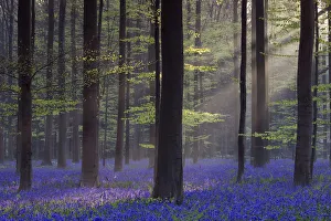Bluebell (Hyacinthoides non-scripta) carpet under Beech woodland (Gagus sylvatica) Bluebell (Hyacinthoides non-scripta) carpet under Beech woodland (Gagus sylvatica)