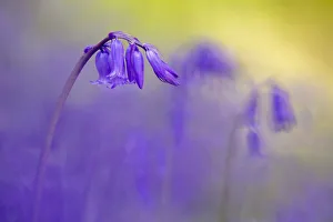 Bluebell (Hyacinthoides non-scripta) flowering in ancient woodland, Lanhydrock, Cornwall, UK Bluebell (Hyacinthoides non-scripta) flowering in ancient woodland, Lanhydrock, Cornwall, UK