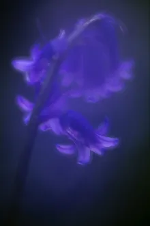 Bluebell (Hyacinthoides non-scripta) flower, soft glow from in-camera double exposure Bluebell (Hyacinthoides non-scripta) flower, soft glow from in-camera double exposure