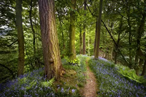 Bluebells {Endymion nonscriptus} flowering in woodland with path leading into distance Bluebells {Endymion nonscriptus} flowering in woodland with path leading into distance