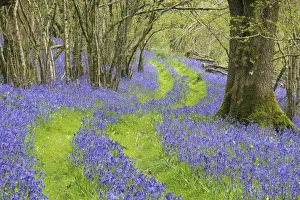 Bluebells (Hyacinthoides non-scripta) flowering in woodland with track running through Bluebells (Hyacinthoides non-scripta) flowering in woodland with track running through