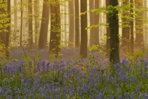 Bluebells (Hyacinthoides non-scripta / Endymion non-scriptum) flowering in wood Bluebells (Hyacinthoides non-scripta / Endymion non-scriptum) flowering in wood