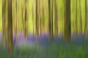Bluebells (Hyacinthoides non-scripta / Endymion scriptum) flowering in Beech wood Bluebells (Hyacinthoides non-scripta / Endymion scriptum) flowering in Beech wood