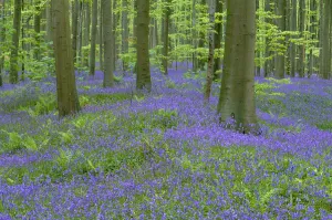 Bluebells {Hyacinthoides non-scripta} flowering in beech wood, Belgium Bluebells {Hyacinthoides non-scripta} flowering in beech wood, Belgium