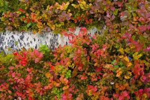 Blueberry plants {Vaccinium cyanococcus} growing in the understorey of Taiga woodland in autumn Blueberry plants {Vaccinium cyanococcus} growing in the understorey of Taiga woodland in autumn