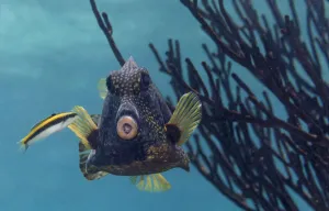 Bluehead Wrasse (Thalassoma bifasciatum) juvenile cleaning Smooth Trunkfish Bluehead Wrasse (Thalassoma bifasciatum) juvenile cleaning Smooth Trunkfish