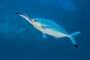 2018 march highlights/bluestreak cleaner wrasse labroides dimidiatus 2018 march highlights/bluestreak cleaner wrasse labroides dimidiatus