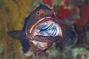 Bluestreak cleaner wrasse (Labroides dimidiatus) cleans among the sharp teeth of a Bluestreak cleaner wrasse (Labroides dimidiatus) cleans among the sharp teeth of a