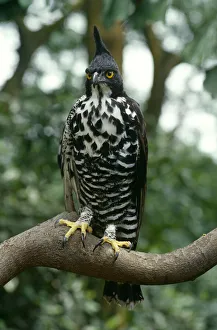 Blythe's hawk eagle {Nisaetus alboniger} from Malaysia Blythe's hawk eagle {Nisaetus alboniger} from Malaysia